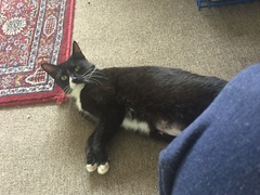 Update on aggressive foster cat and kittens