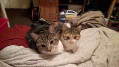 To be so excited (kitten pics included)