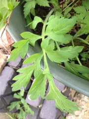 Plant ID please....