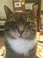 Cats still catting. What's your DCat up to today? Pt 3