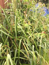 Several plant ID needed please