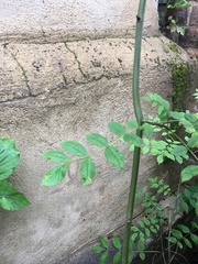 Plant ID please