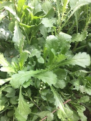 What have I got growing here?