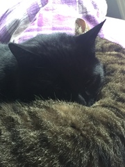 To be so excited (kitten pics included)