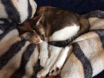 Cats still catting. What's your DCat up to today? Pt 3