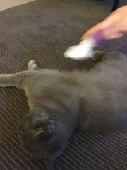 What's your DCat up to today? Pt 2