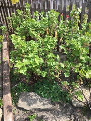 Mystery shrubby thing in my new garden