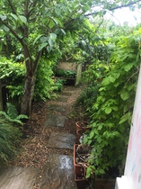 Small Garden - advice please pictures included.