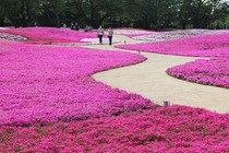 Mia Marigold Philippa Fleur Phlox...