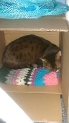 Rescue cat first day home