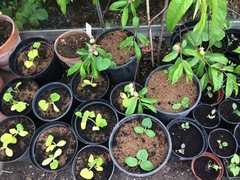 Allotment/Veg Patch Thread 9 - Spring is sprung, its getting really busy!