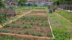 Allotment/Veg Patch Thread 9 - Spring is sprung, its getting really busy!