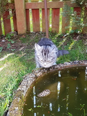 What's your DCat up to today? Pt 2