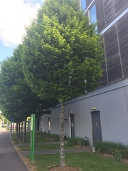 Can someone identify this tree?