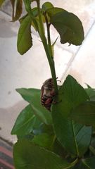could this be a Cockchafer beetle?
