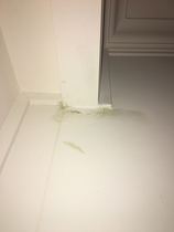 to think this could be signs of a mould infestation? (pics included)