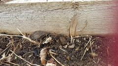 Allotment/Veg Patch Thread 9 - Spring is sprung, its getting really busy!