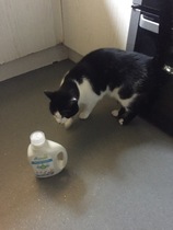 Read Mumsnetters feedback on Ecover Non-Bio Concentrated Laundry Detergent NOW CLOSED