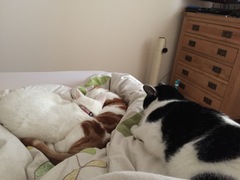 To be so excited (kitten pics included)