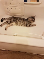 What's your DCat up to today? Pt 2