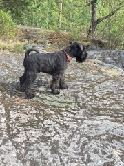 Does anyone fancy a "puppy survival" thread part 2