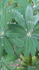 Bug identification help needed for a rubbish gardener