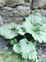 Allotment/Veg Patch Thread 9 - Spring is sprung, its getting really busy!