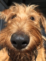 Thinking about getting a dog