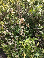 Does anybody know how to save this shrub?