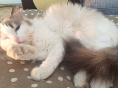 Thinking about getting a pedigree rescue....