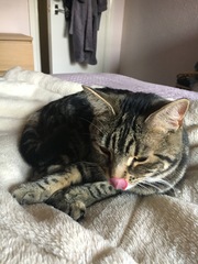 What's your DCat up to today? Pt 2