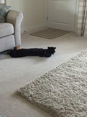 Cats still catting. What's your DCat up to today? Pt 3