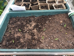 Allotment/Veg Patch Thread 9 - Spring is sprung, its getting really busy!