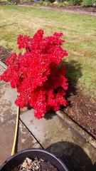 What is this gorgeous flowering shrubby thing??