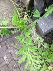 Plant ID please....