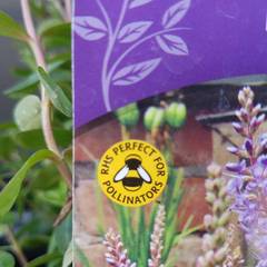 Find out how MNers are getting on with their Homebase Garden Goals challenge NOW CLOSED
