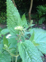 Plant ID please