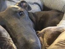 I'vw just emailed the greyhound rescue