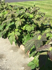 Is this a weed? (Pictures)