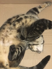 What's your DCat up to today? Pt 2