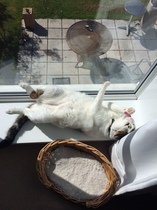 What's your DCat up to today? Pt 2