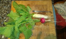 Allotment/Veg Patch Thread 9 - Spring is sprung, its getting really busy!