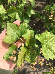Mystery shrubby thing in my new garden