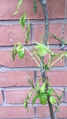 Why is my wisteria suddenly wilting?