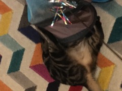 What's your DCat up to today? Pt 2