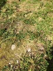 Help! 'Lawn' that is basically weedy wasteland, how do I rescue it?