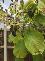What has happened to my trees?