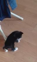 Wow. Cats are so clever. I hadn't realised what I am up against.