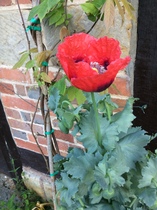 Can anyone tell me what this plant is please?