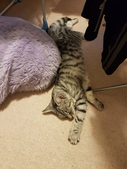 Cats still catting. What's your DCat up to today? Pt 3